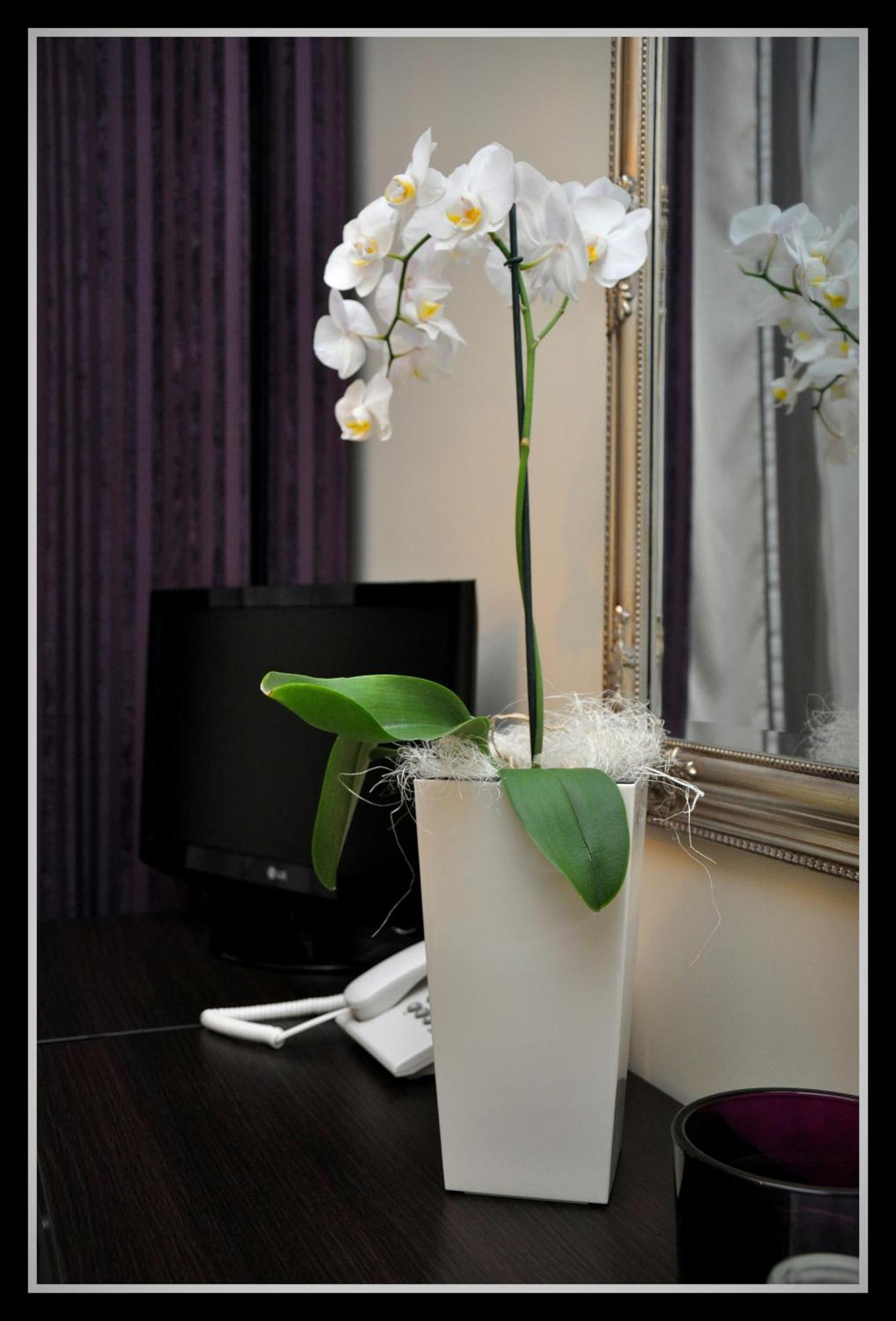 פלוק Hotel Willa Adriana מראה חיצוני תמונה
